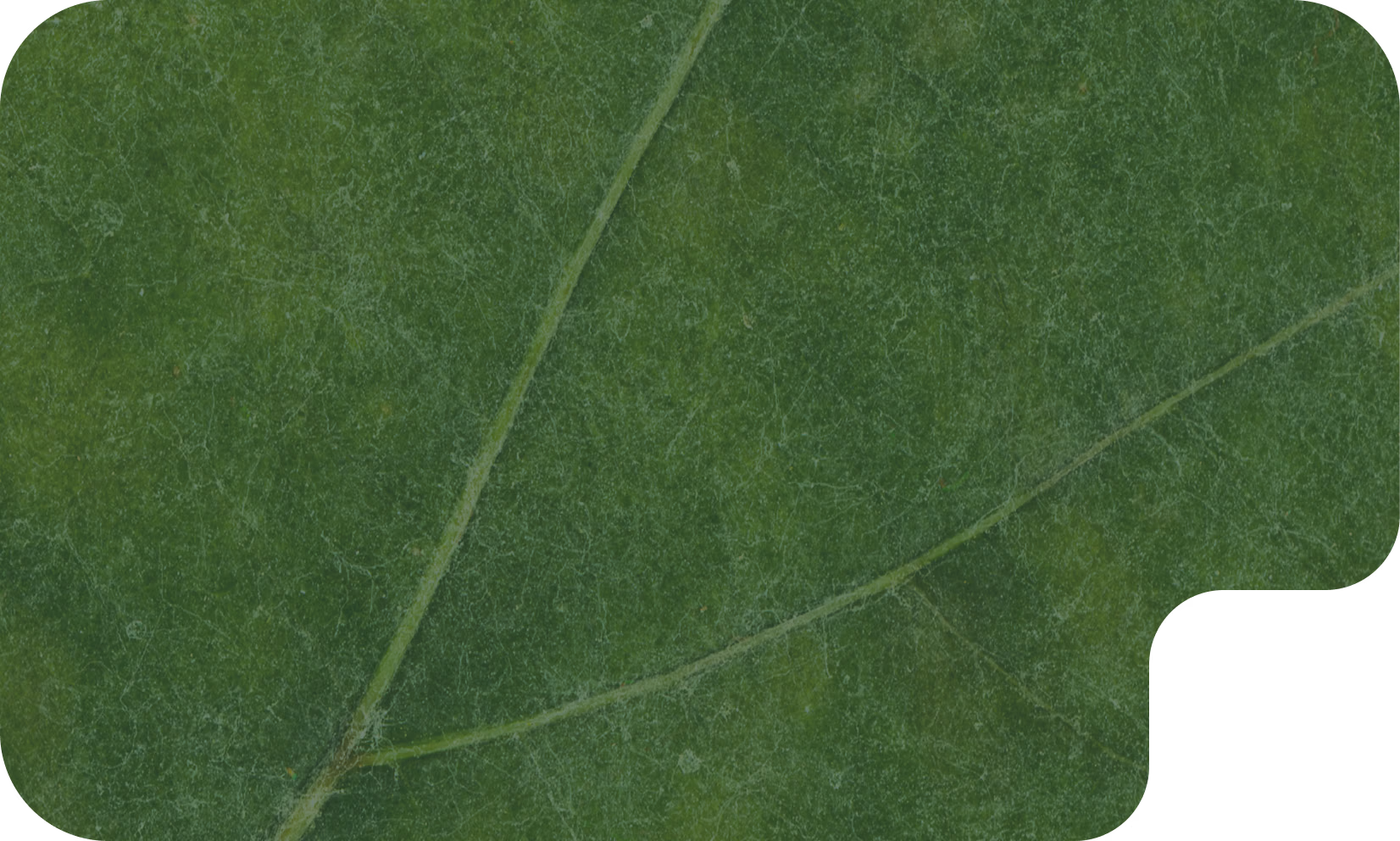 Диагностика болезней по фото