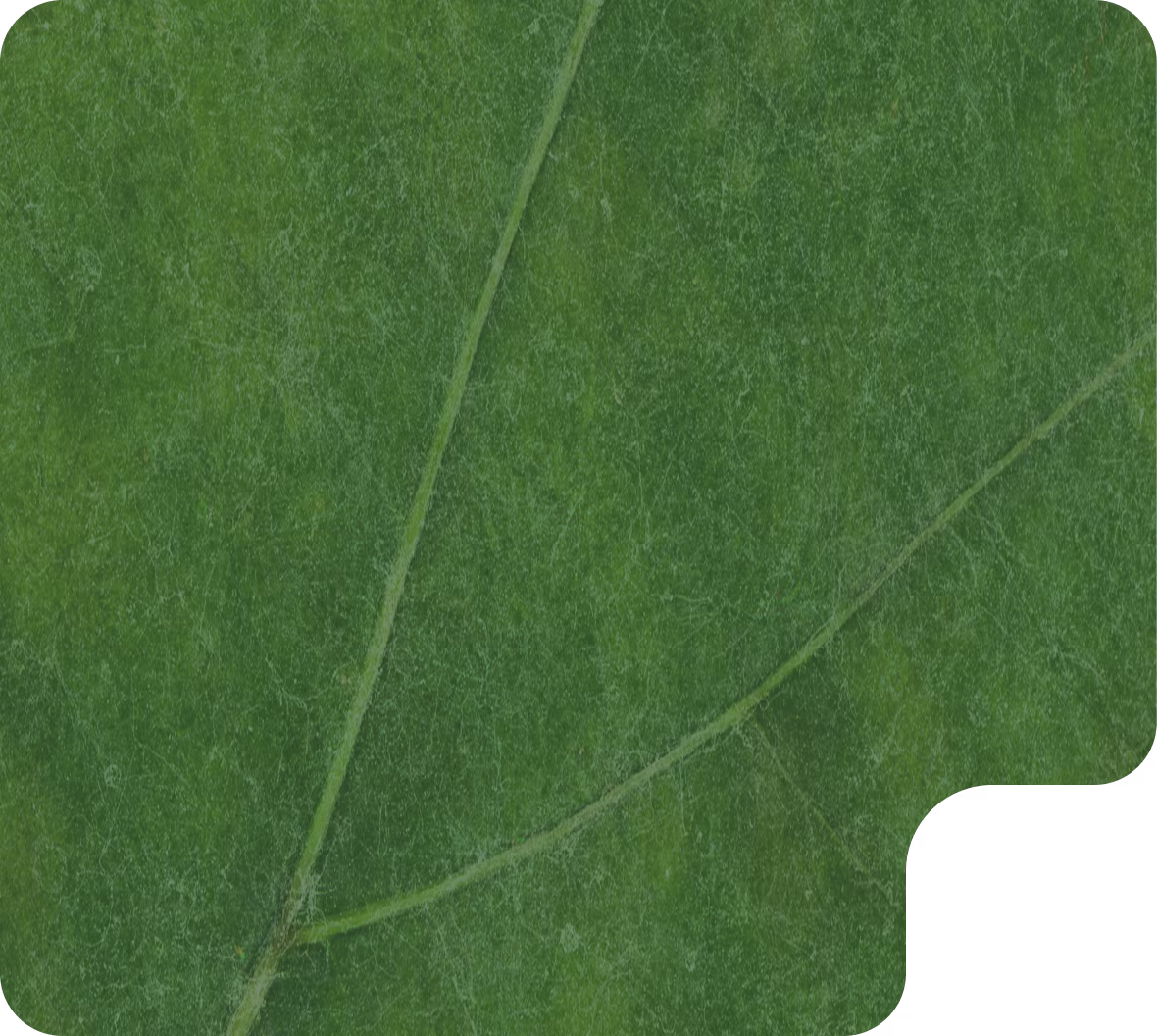 Диагностика болезней по фото