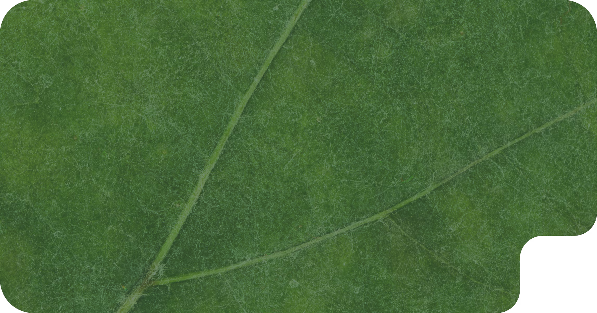 Диагностика болезней по фото Hover