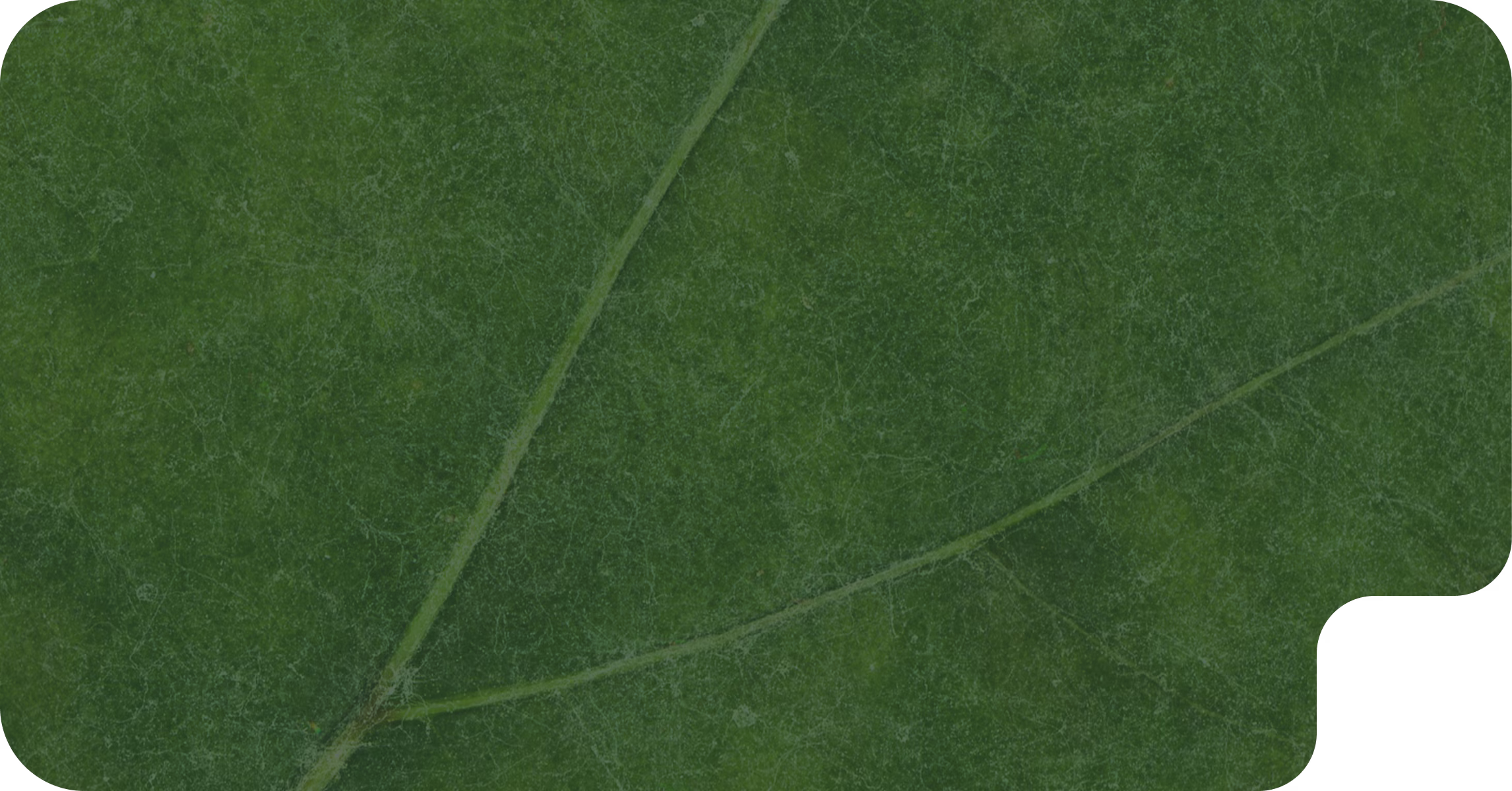 Диагностика болезней по фото